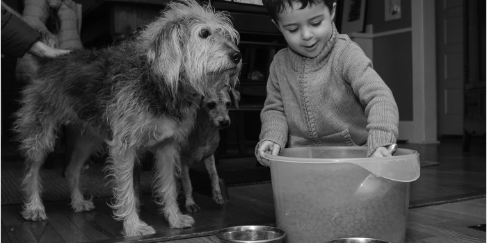 little boy feeds his dogs