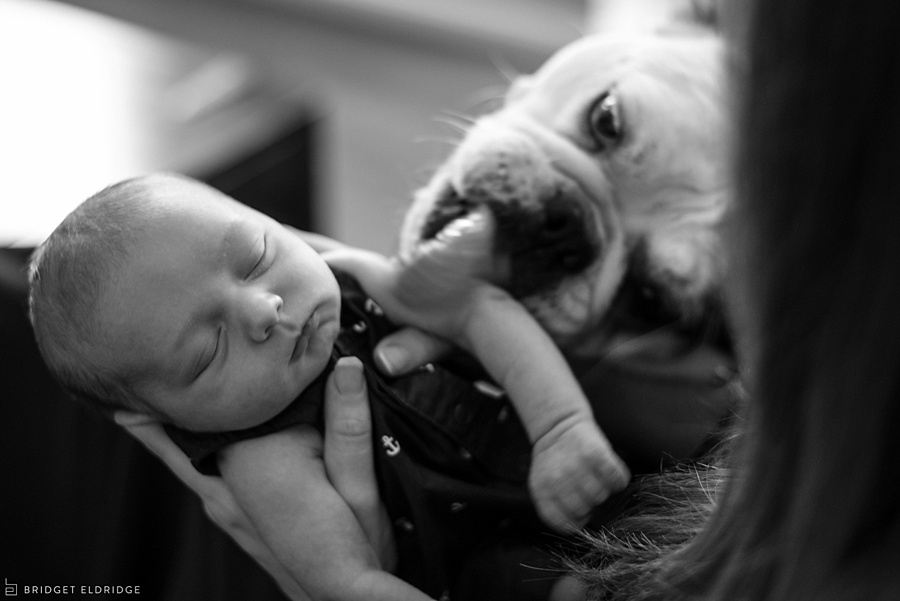 alexandria va newborn photographer